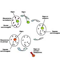 Аз, мама, татко… и мама