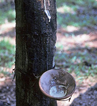 Сълзите на дървото