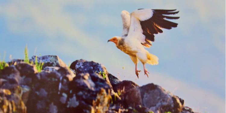 Вълшебният свят на Родопите