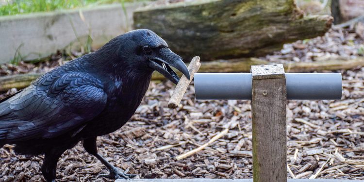 Колко умни са гарваните