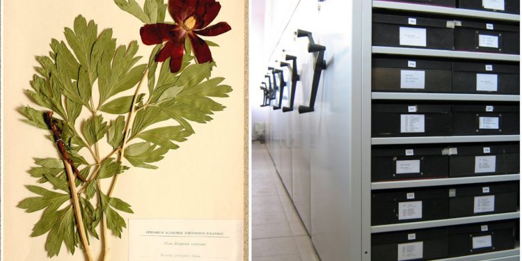 Опазват хербариум със 100-годишна история