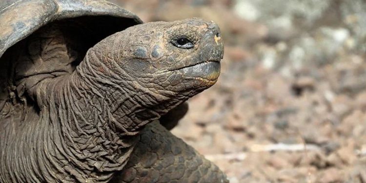 Нов вид костенурка на Галапагос