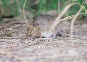 Сънят на мишките