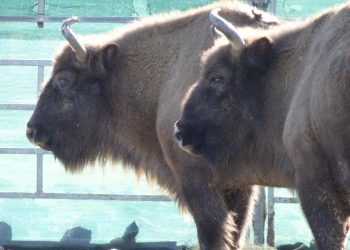 Нови зубри пристигнаха  в Източните Родопи