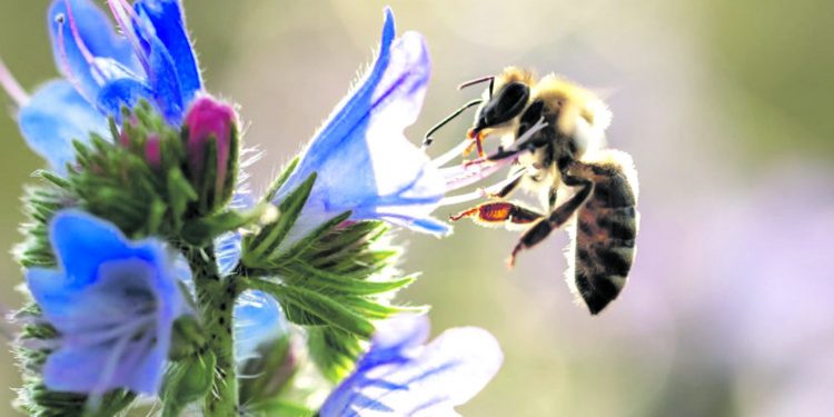 Как промените в климата за сягат пчелите*
