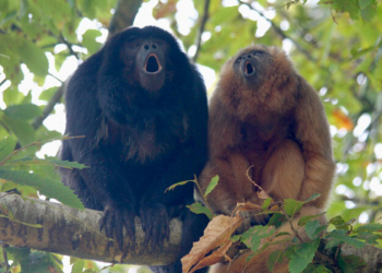 Контрол над гласа