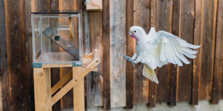 Находчивите папагали