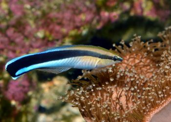 Риби се разпознават на снимки