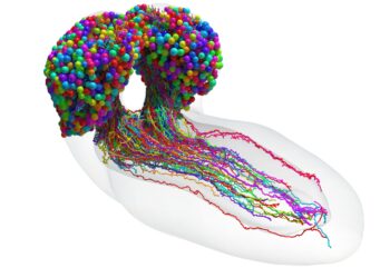 Стъпка към тайните на мозъка