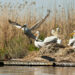 15 двойки пеликани гнездят  в резервата „Сребърна“
