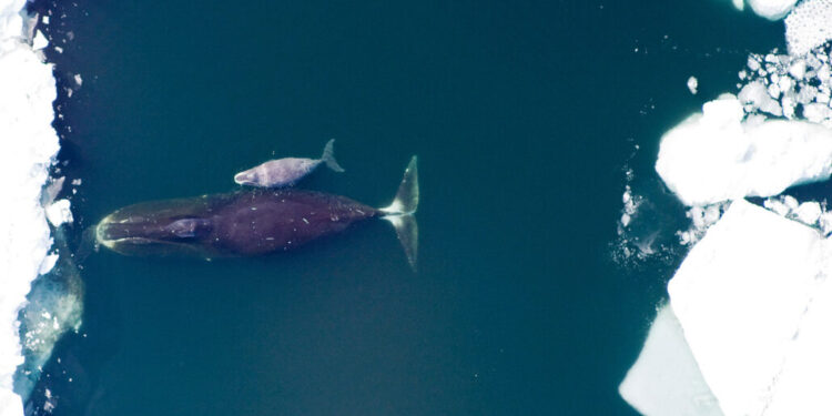 Китове може да имат суперсила срещу рака