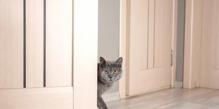 Защо котките мразят затворени врати