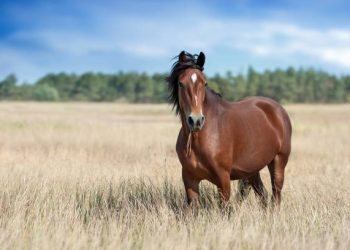 Еволюционна грешка превръща конете в първокласни атлети