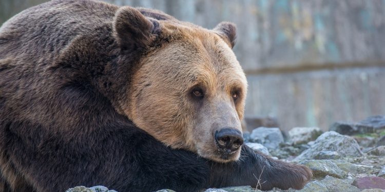 Софийската зоологическа градина предлага безплатна онлайн платформа с образователни ресурси за деца от 7- до 12-годишна възраст